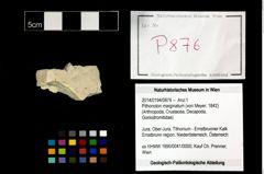 Foto (Objekt + Etikett) von Pithonoton marginatum (von Meyer, 1842)  (NHMW-GEO-2014-0194-0876)
